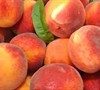 Cresthaven Peach