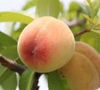Florida King Peach Picture