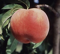 Red Globe Peach Picture
