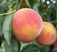 Red Skin Peach Picture