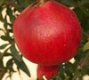 Bala Miursal Pomegranate