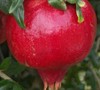 Ariana Pomegranate
