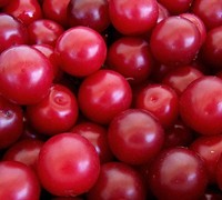 Cherry Plum Picture