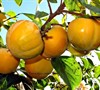Hana Fuyu Persimmon