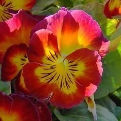 Ultima Radiance Red Pansy