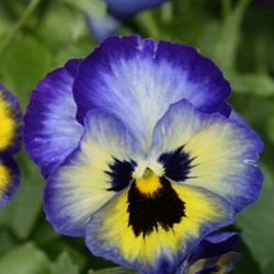 Blueberry Thrill Pansy Blueberry Thrill Pansy