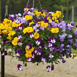 Freefall Pansies Freefall Pansies