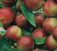 Armking Nectarine Picture