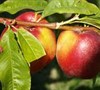 Sunglo Nectarine