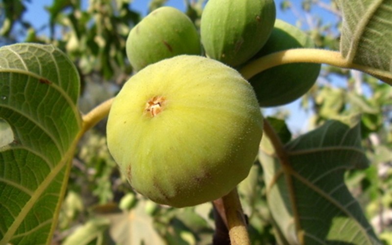 Lemon Fig