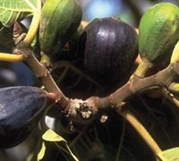 Lsu Purple Fig Picture
