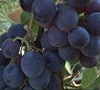 Concord Fox Grape
