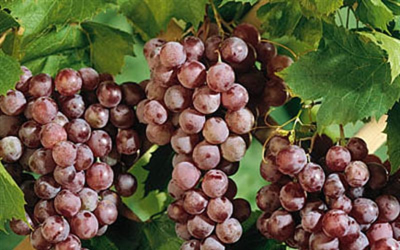 Reliance grape