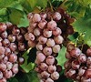Reliance Red Grapes