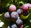 Sunbelt Grape