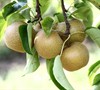 Hosui Asian Pear