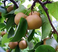 Korean Giant Pear Picture