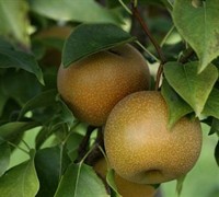 Shinko Asian Pear Picture