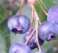 Baldwin Blueberry Picture