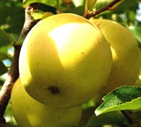 Dorsett Gold Apple Tree Picture