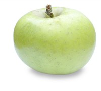 Mutsu Apple Tree Picture