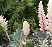 Whitewater Acanthus Picture