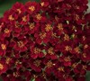 Desert Eve Red Yarrow