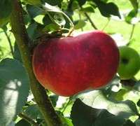 Yates Apple Tree Picture