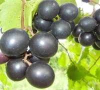 Cowart Muscadine Picture
