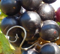 Creek Muscadine Picture