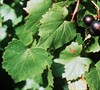 Dulcet Muscadine
