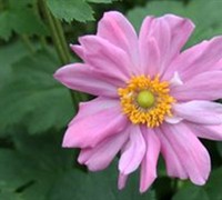 Pretty Lady Emily Anemone Picture