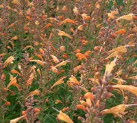 Apricot Nectar Agastache Ppaf Picture