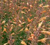 Apricot Nectar Agastache Ppaf