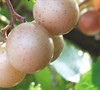 Scuppernong Muscadine