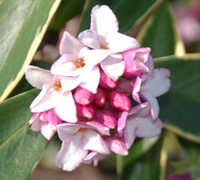 Variegated Pink Winter Daphne Picture