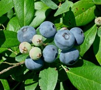 Vernon Rabbiteye Blueberry Picture