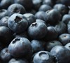 Centurion Rabbiteye Blueberry