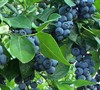 Cooper Blueberry