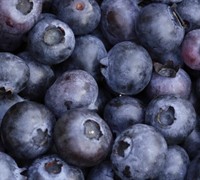 Delite Blueberry Picture