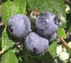 Southland Rabbiteye Blueberry