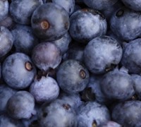 Pearl River Blueberry Picture