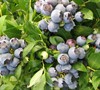 Star Blueberry