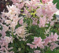 Sister Theresa Astilbe Picture