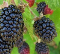 Triple Crown Blackberry Picture
