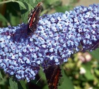 Buzz Sky Blue Buddleja Picture