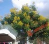 Unknown Flowering Tree in Boca Raton