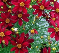 Red Satin Coreopsis Picture