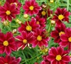 Mercury Rising Coreopsis
