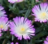 Violet Wonder Hardy Ice Plant Picture